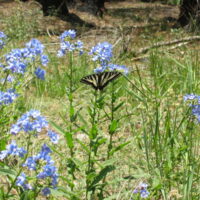 WesternTigerSwallotail