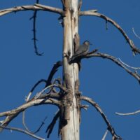 WhiteBreastedNuthatchAngora